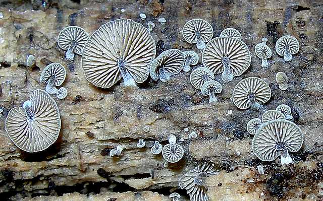 2005 :  Un anno di funghi